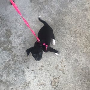 Meet your Posher, Evie